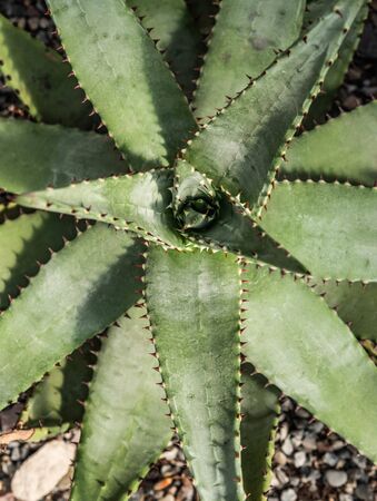 Botanical background. Light green succulent background. Natural background Cactus or succulent plant.の写真素材
