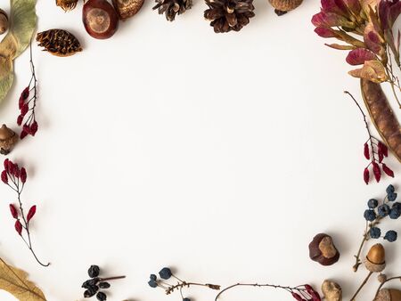 Various Seeds of wild trees frame isolated on a white background and open space for text. Botany background. Top viewの写真素材