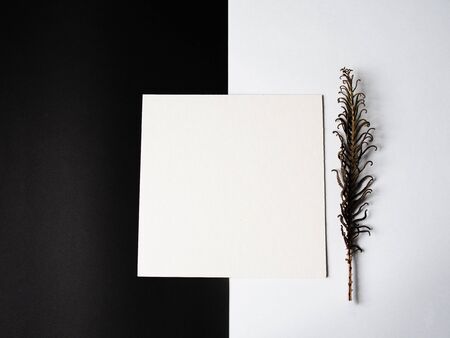 Black and white Christmas composition. White square for the inscription and dry branch fern on white backgroundの写真素材