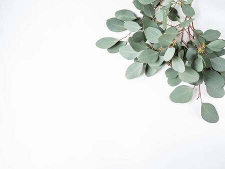Frame or border of fresh green leaves and branches eucalyptus on a white background. Botany composition flat lay. Top view.の写真素材