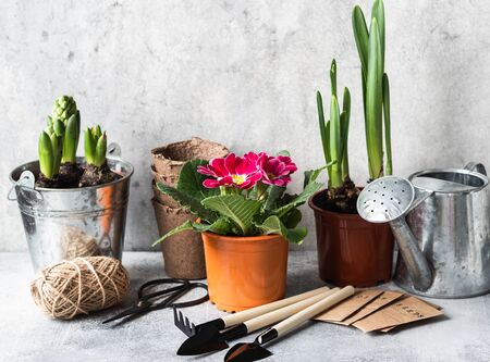 Garden composition with spring flowers - hyacinths, primrose, narcissus and garden tools on a grey table. Garden concept. Copy spaceの写真素材