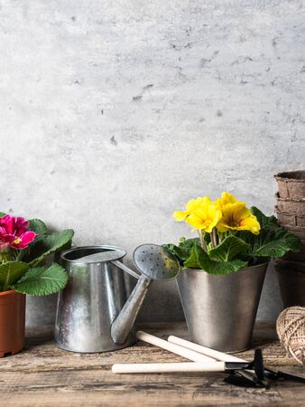 Composition with primroses flowers in a pots and garden tools on a wood rustic table. Garden concept. Copy spaceの写真素材