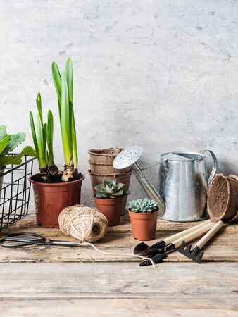 Composition with narcissus and succulents in a pots and garden tools on a rustic wood table. Garden concept. Copy spaceの写真素材