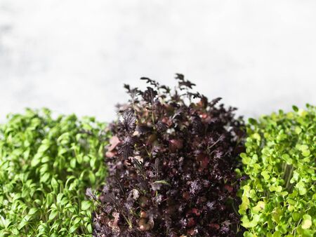 Various fresh multicolored micro greens sprouts on grey background. Healthy balanced diet concept. Copy spaceの写真素材