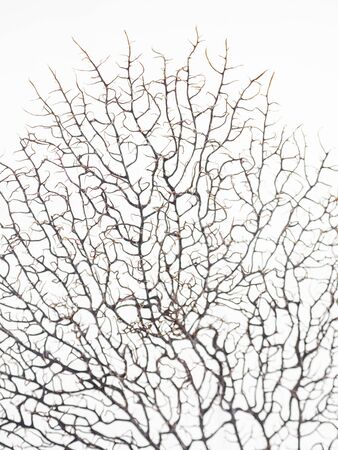 Black natural coral on white background isolatedの写真素材