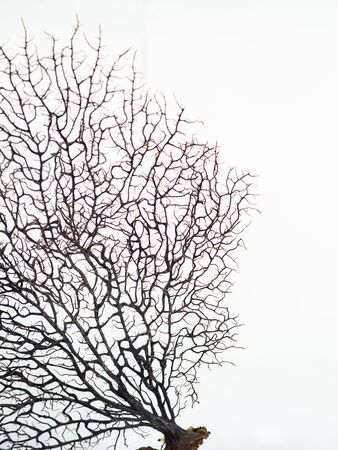 Black natural coral on white background isolatedの写真素材