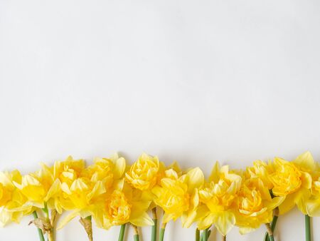 Botanical floral border of spring seasonal flowers - daffodil narcissus on a white background. Top view. copy spaceの写真素材