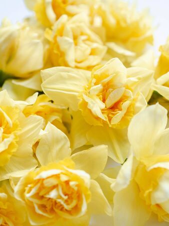 Botanical floral background of spring seasonal flowers - daffodil narcissus on white background. Top view.の写真素材