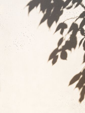 Dark shadow of the tree leaves on a white wall. Abstract nature concept blurred background. Copy spaceの写真素材