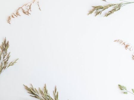 Frame from beautiful wild grasses like orchard grass, barren brome and ryegrass isolated on a white background with copy spaceの写真素材