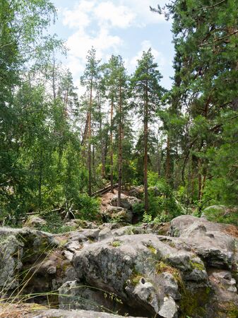 Beautiful round stones in a relic pine forest. Lime cobblestones in stone forest. Traveling in Russia.の写真素材