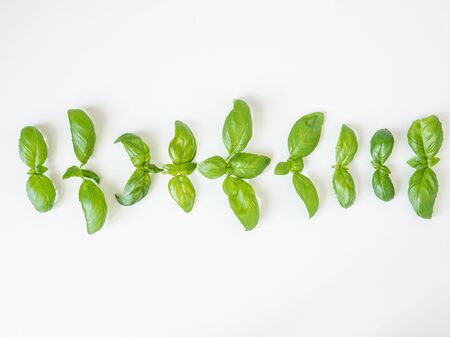 Basil pattern isolated on white background. Frame made of basil leaves. Flat lay, top viewの写真素材