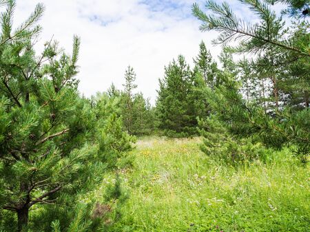 Beautiful summer landscape with sunny meadow and forest. Summer pine forest. Traveling in Russia. Beautiful landscape with a pine forest.の写真素材