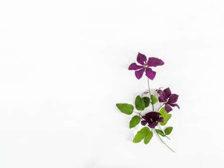 Flat lay composition of purple clematis flowers and leaves isolated on white. Top view. copy spaceの写真素材