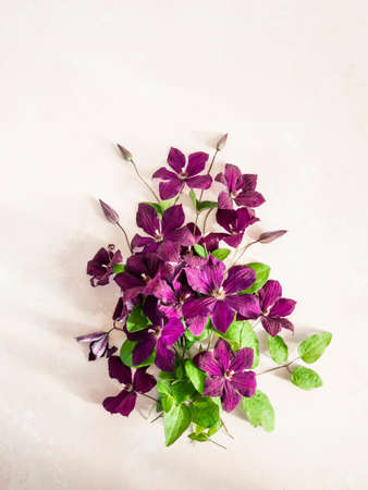 Flat lay composition of purple clematis flowers and leaves isolated on white. Top view. copy spaceの写真素材