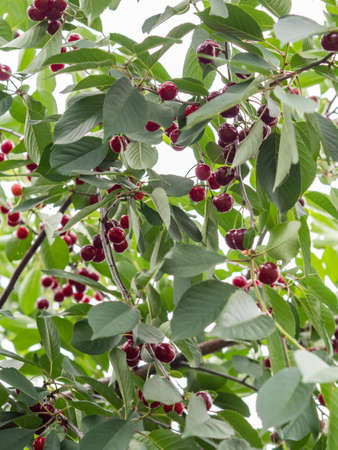 Cherry tree branch with bunches of ripe red berries and green leaves