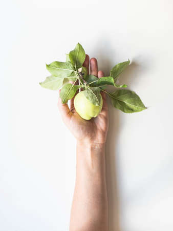 Female hand hold a green apple with leaves on white background. Top view, flat lay. Copy space