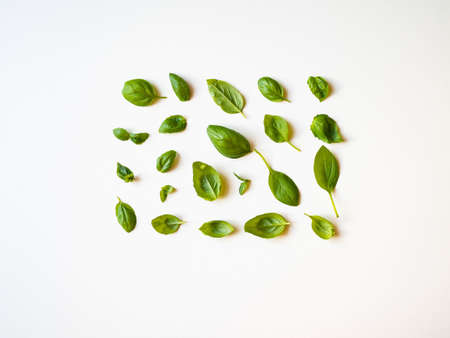Basil pattern isolated on a white background. Frame made of basil leaves. Flat lay, top viewの写真素材