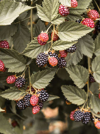 Branches of ripe and not ripe blackberries on the bushes in the garden. Toned photoの写真素材