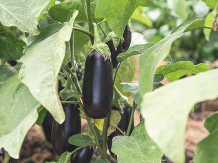 Harvest organic eggplant on bush in the gardenの写真素材