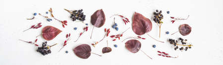 Various Berries and leafs of wild trees border isolated on white texture background and open space...