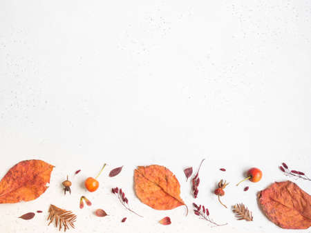 Flat lay of various seeds and leafs of wild trees isolated on a white texture background. Fall...
