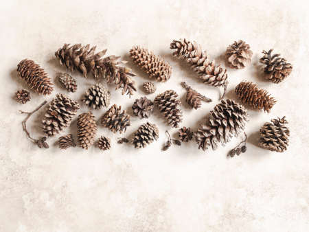 Collection of various conifers cones. Christmas set various cones of sequoia, pine, spruce, fir on...