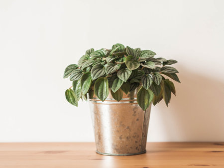 Peperomia argyreia houseplant with beautifully patterned leaves in metal pot on wood table. Natural texture, front view. Indoor gardening.の写真素材