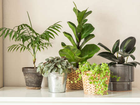 Various indoor plants in pots on a white chest of drawers against white wallの写真素材