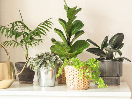 Various indoor plants in pots on a white chest of drawers against white wallの写真素材