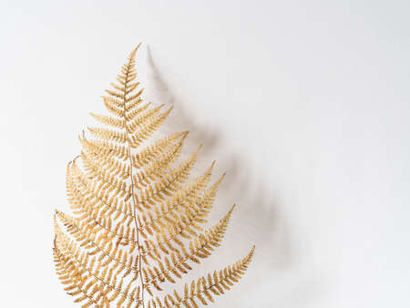 Golden fern isolated on white background. Minimal botany backgroundの写真素材