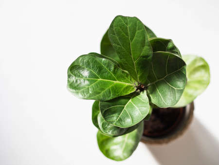 Green leafs ficus lyrata bombino on white background. Minimal houseplant concept. Top view. Selective focusの写真素材