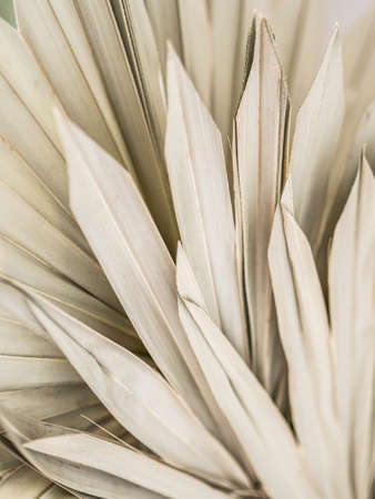 Close up of dried fan-shaped tropical palm tree leaves.の写真素材