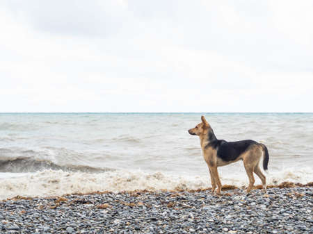 Mongrel dog stands on the stone coast of the sea against the backdrop of storm waves and looks with tensionの写真素材