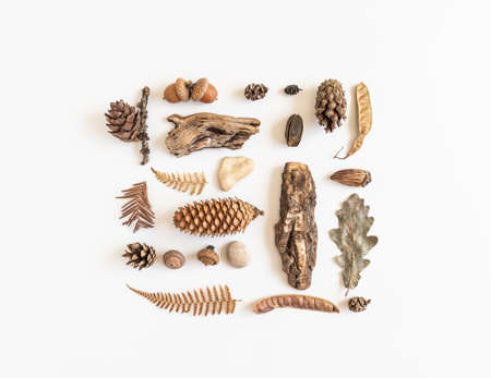 Flat lay autumn composition. Knolling made of various fall forest materials.の写真素材
