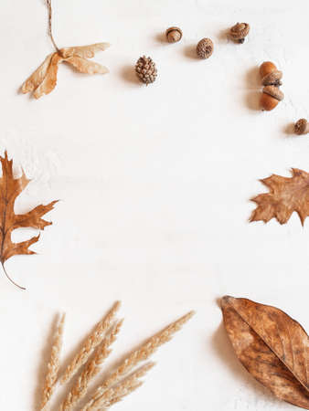 Frame from various fall leafs and acorns and other parts of the trees on white background. Top view....