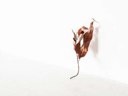 Brown branch with leaves stand on white background. Minimal autumn concept. Front view. Copy spaceの写真素材
