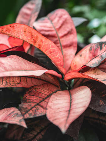 Leaves or plant red colorful bright background tropical nature.の写真素材