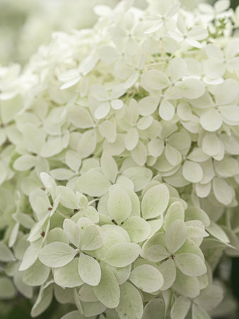 Bright luminous white Hydrangea flowers background. Nature floral bacground