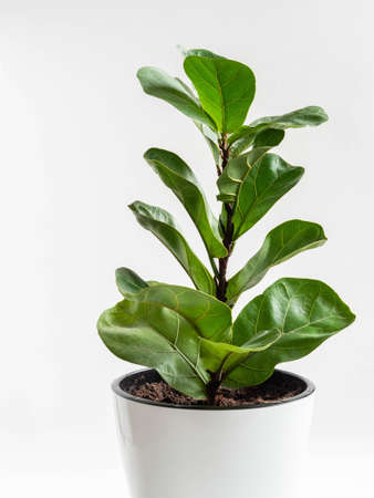 Ficus lirata bombino in white pot on white background. Minimal houseplant concept. Front view. copy space.の写真素材