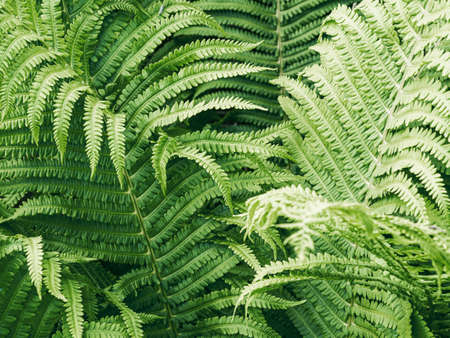 Green nature fern background outdoor. Nature botany background. Top viewの写真素材