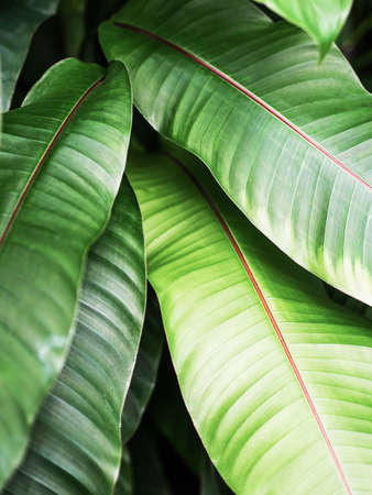 Tropical green leaves beautiful pattern of houseplant. Natural leaves backgroundの写真素材