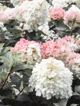 Pink and white Hydrangea flowers in a garden. Beautiful bush of hydrangea flowers with green lush leaves. Big buds with many small flowers. Floral background.の写真素材