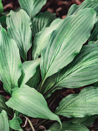 Tropical leaves beautiful pattern outdoor. Natural leaves backgroundの写真素材