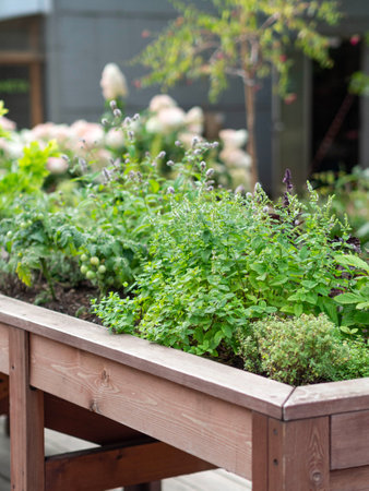 High raised wooden bed with various herbs in the city garden. Eco gardening in urban settingの写真素材