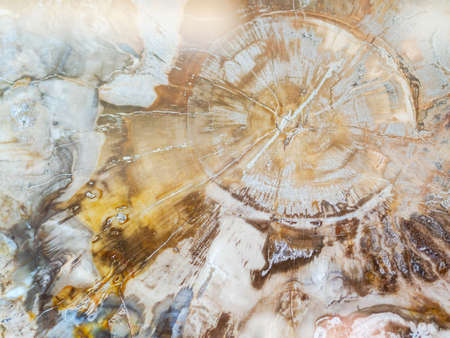 Classic petrified wood texture background. Top viewの写真素材