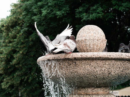 Pigeons bathing in the fountain. Pigeons taking a bath perched on water fountain.の写真素材