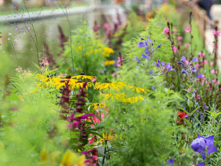Multicolored flowerbed in garden. Various flowers and grases in park on flower bed. Selective focusの写真素材