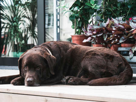 An adult chocolate labrador lying on the porch outdoorの写真素材