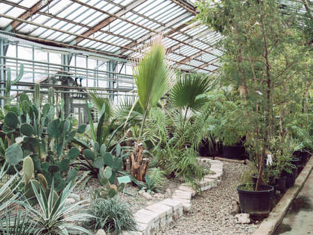 View of an old tropical greenhouse with evergreen plants, palms, succulents. Natural backgroundの写真素材